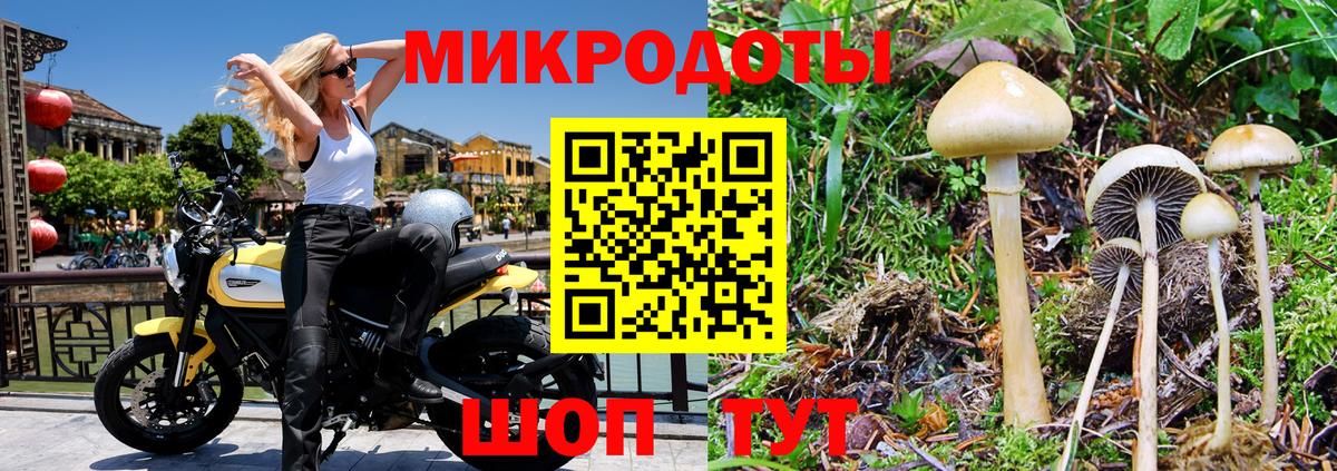 Тара  Псилоцибиновые грибы Psilocybe  Вход с VPN  Галлюциногенные грибы Psilocybe 